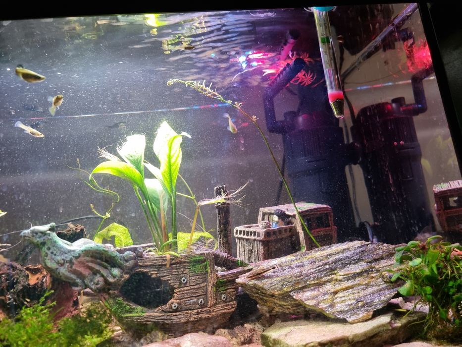 Akwarium 54l 60x30x30 Aquael zestaw + gratisy