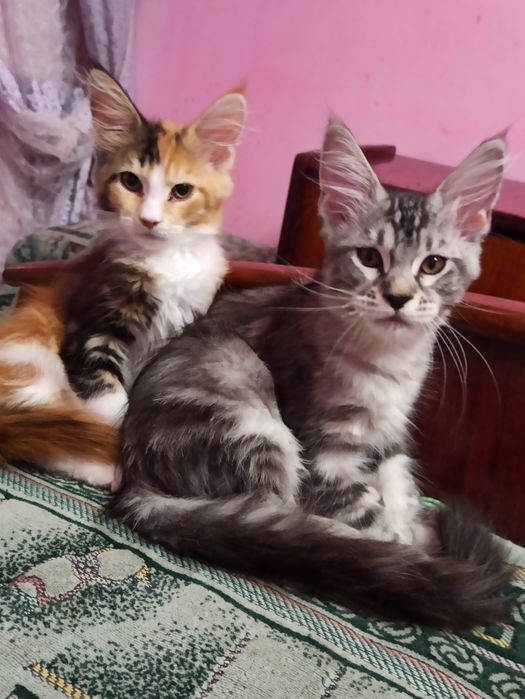 Мейн куни на розпродажу