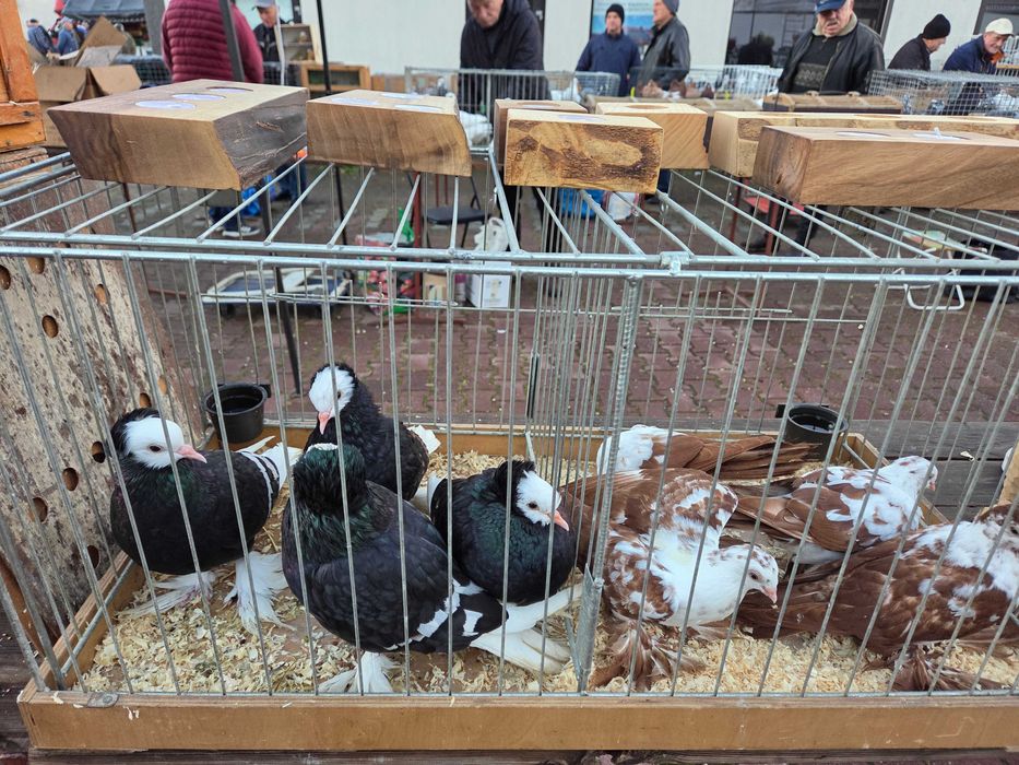 Sprzedam gołębie Mnichy