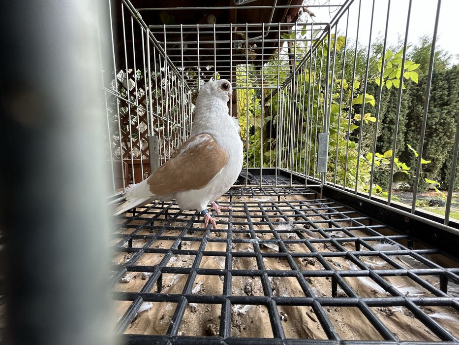 Gołębie ozdobne. Mewka polska samczyk 2024r.