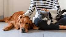 Petsitting zona Ílhavo/ Gafanhas