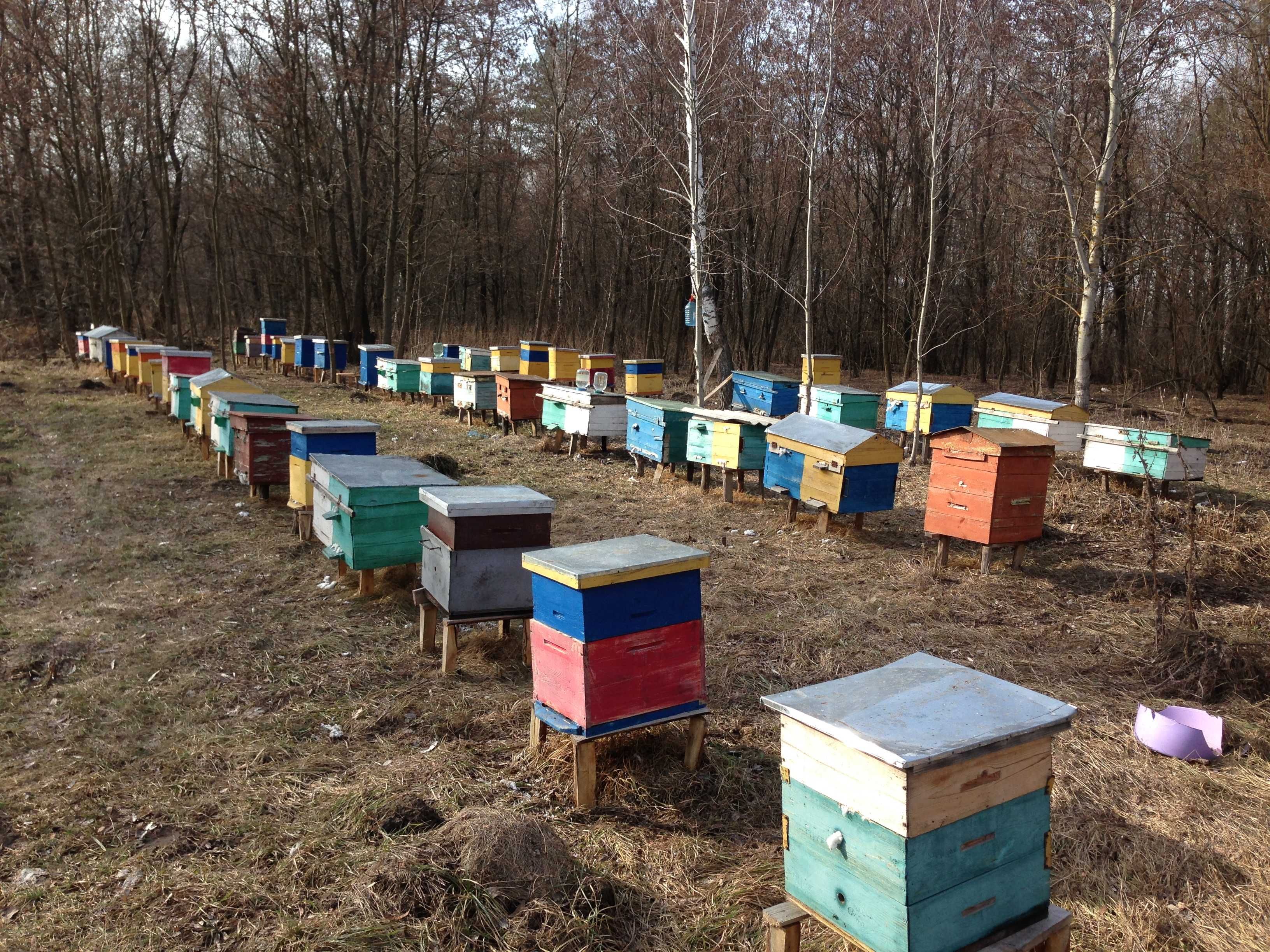Бджоли, пакети, бджолосім'ї