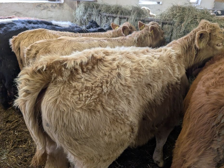 Sprzedam odsadki jałówki 40 sztuk polskie