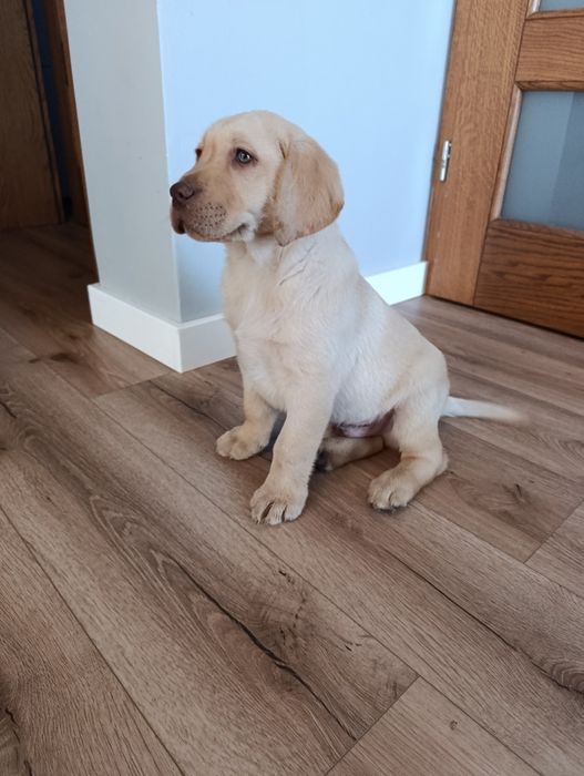 Labrador Retriever biszkoptowy pies