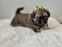Shih tzu dziewczynka Roca