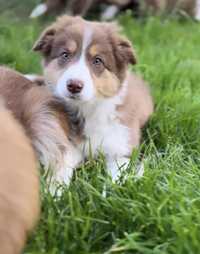 Suczka border collie ZKwP FCI czekoladowa