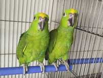 Amazonas auropalliata