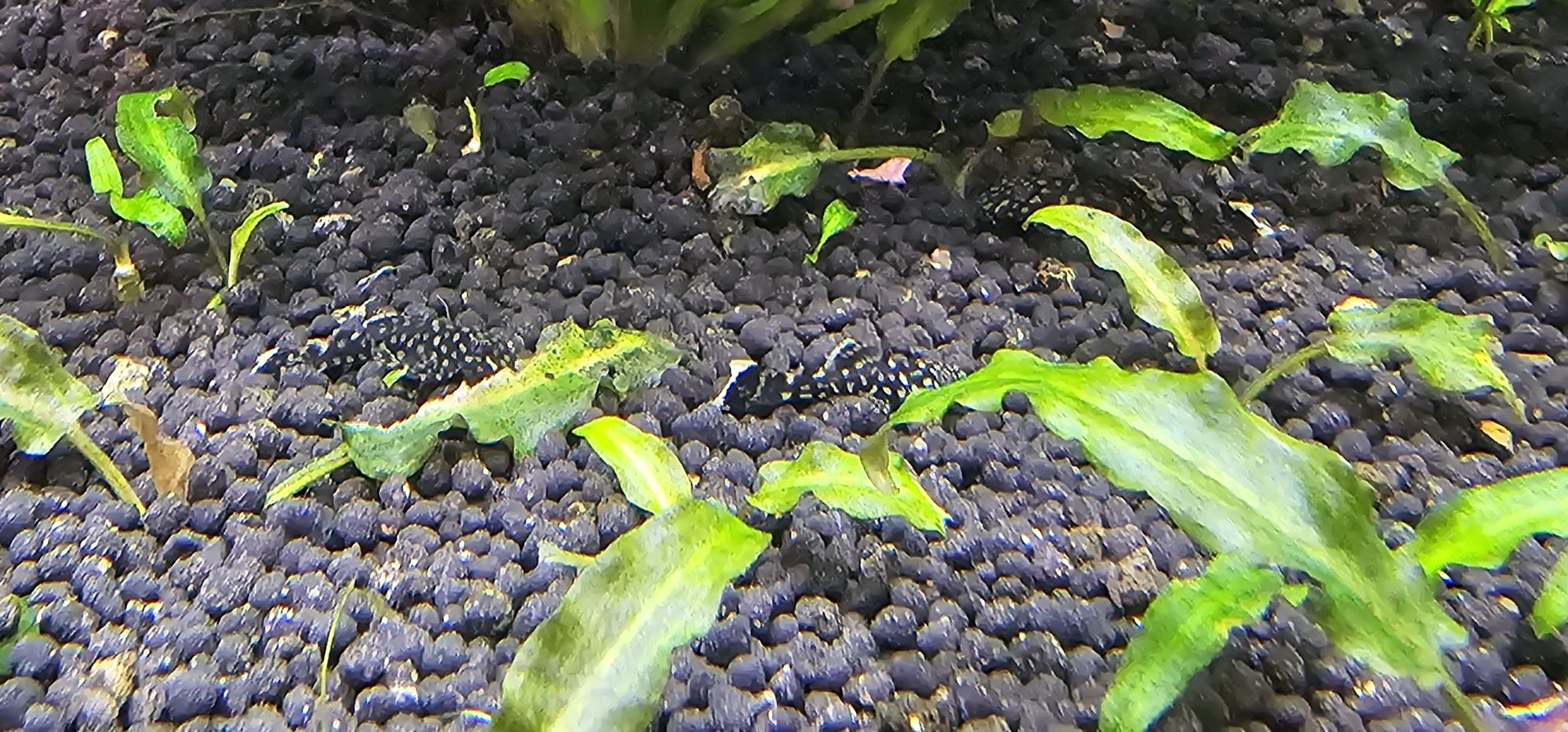 Ancistros sp.  pequenos