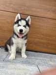 Szczeniak Syberian Husky