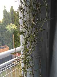 Ceropegia linearis ‚Strings of needles’, cięta