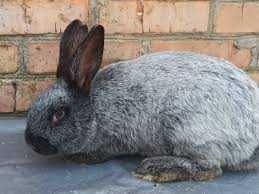 Кролики  " Полтавське срібло" . Паровані кролички.