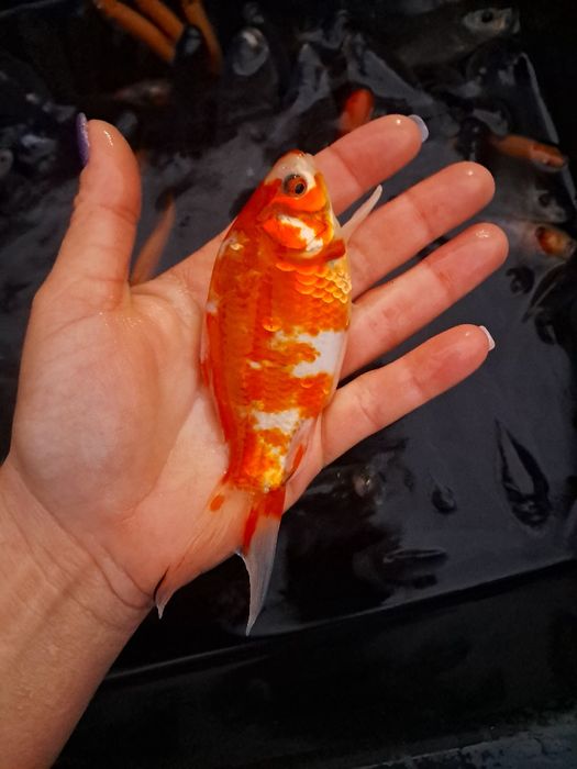 Karp narybek 10-14cm Amur,Jesiotr