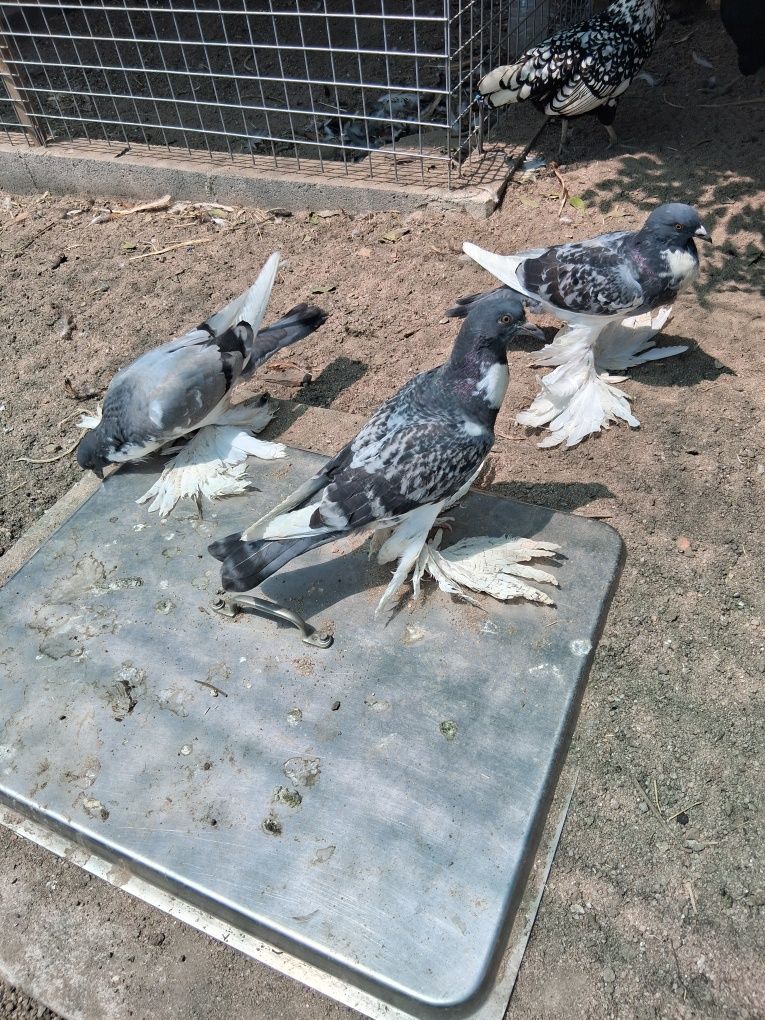 Aves de 2025 anilhados