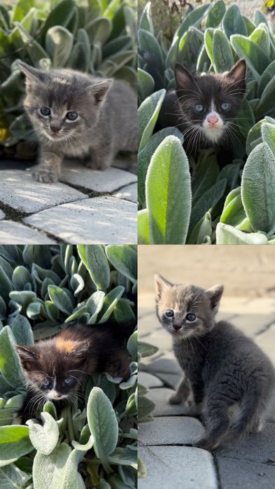 Віддам кошенят у добрі руки