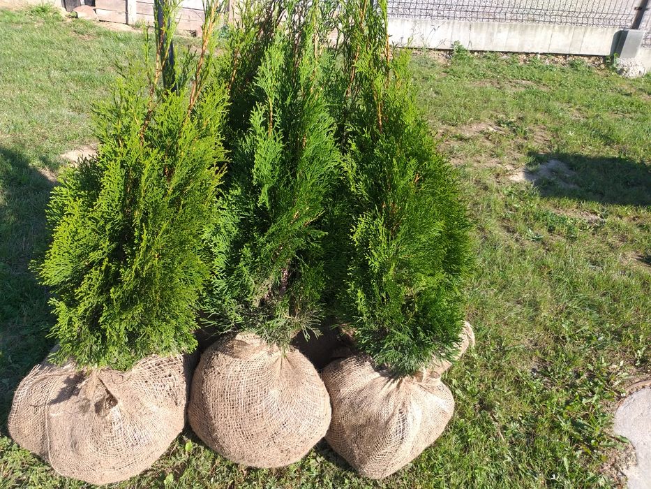Tuja szmaragd thuja smaragd żywotnik zachodni