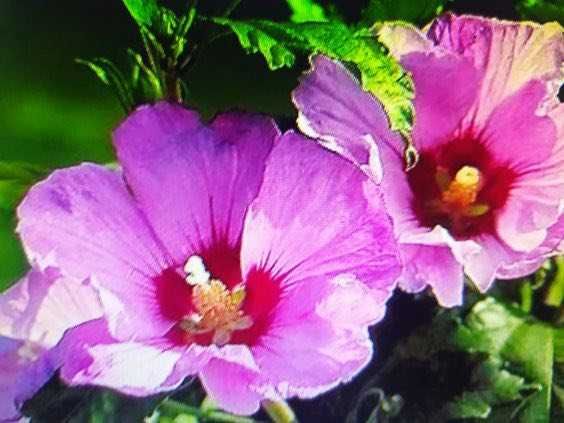 Sadzonki hibiskusa wysokość oko 40 cm