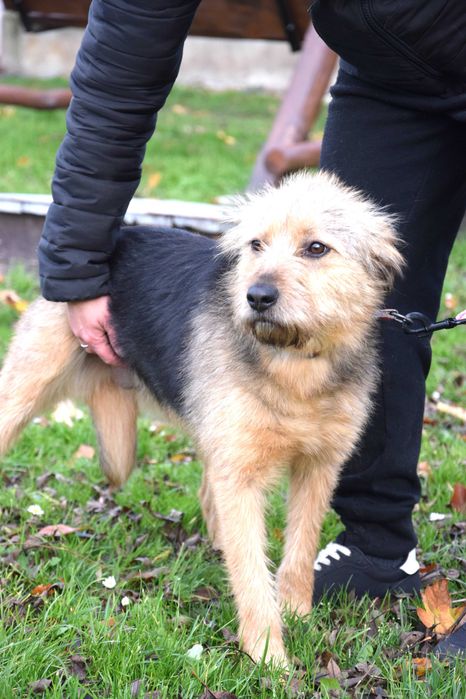 Śliczna, młoda, kochana, porzucona sunia szuka domu