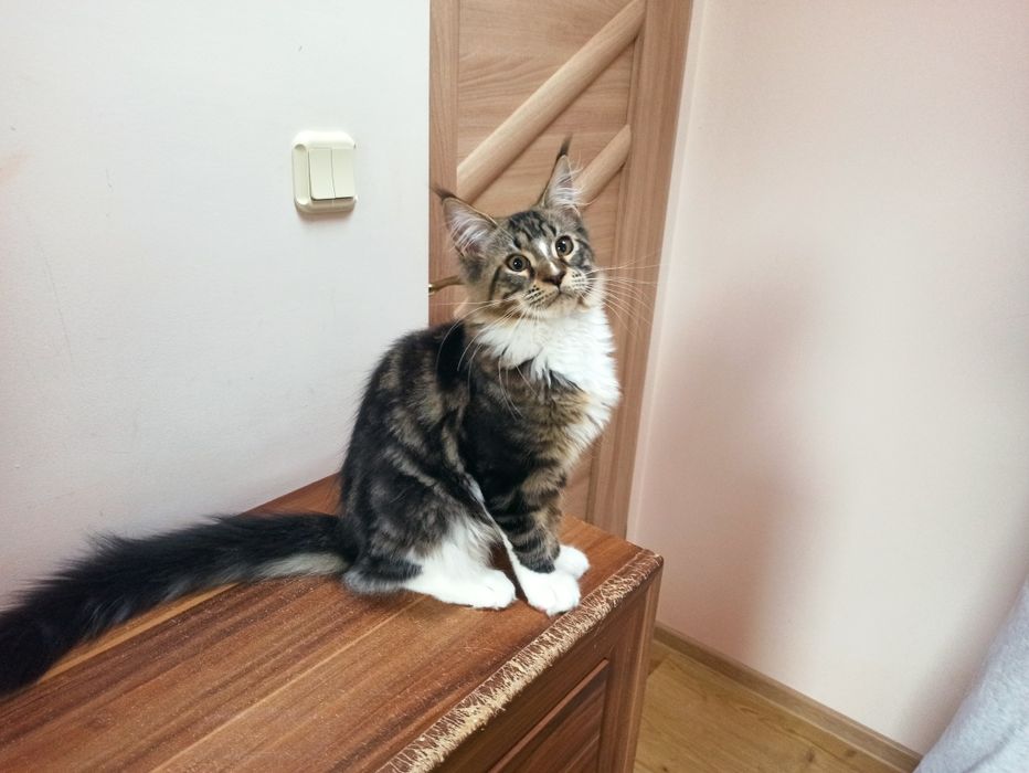 Maine Coon-kocurek po Championie