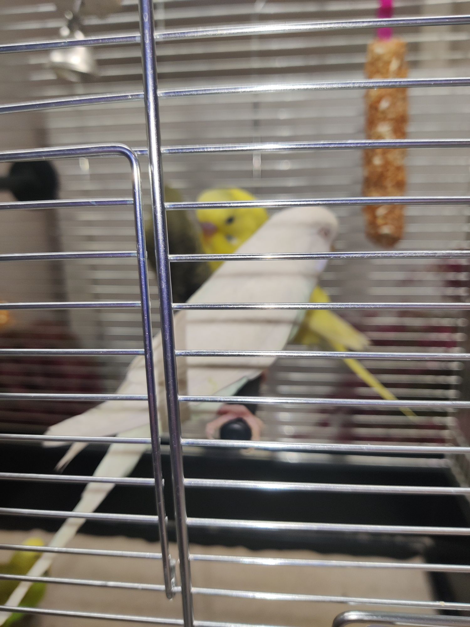 Papugi faliste  sklep zoologiczny ul Julianowska 7b