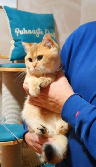 Золотой плюшевый британец шиншилла