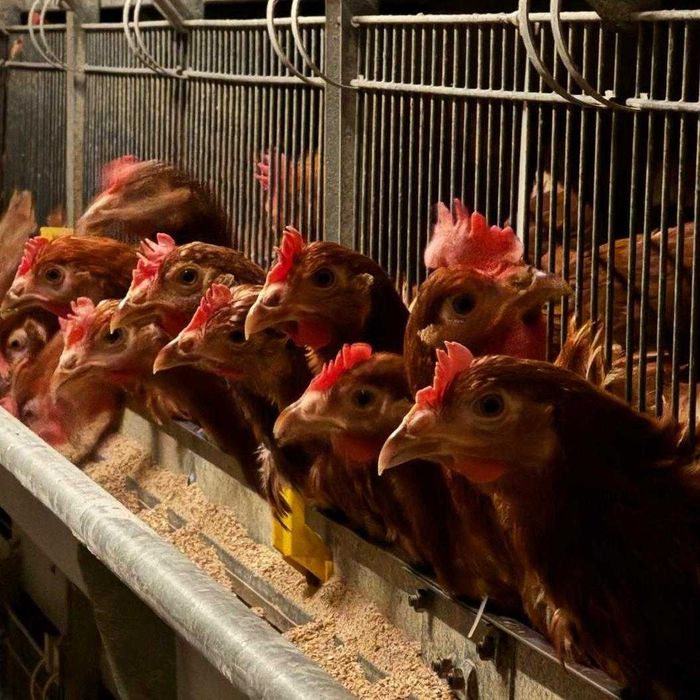 Kury kurki kurczaki nioski młode z pierwszym jajkiem od Hodowcy.DOWÓZ