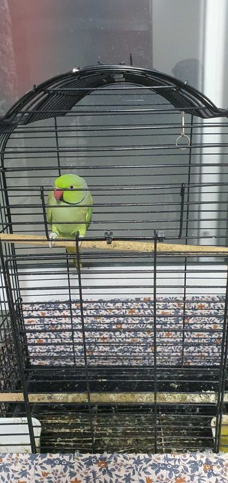 Vendo ring nek mais gaiola