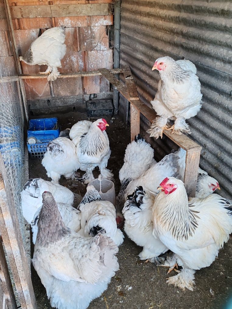 Ovos Galinhas garnizes / Brahma perdiz e light