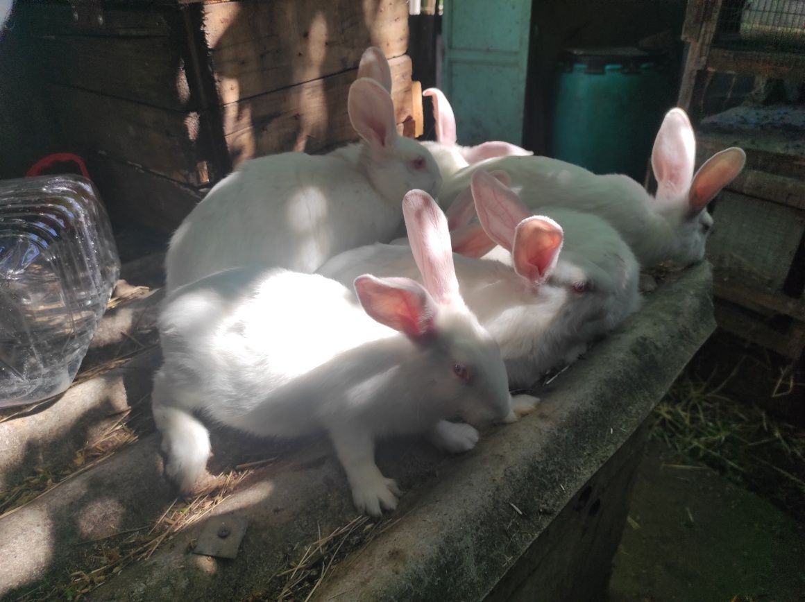 Кролики молодеж термоны