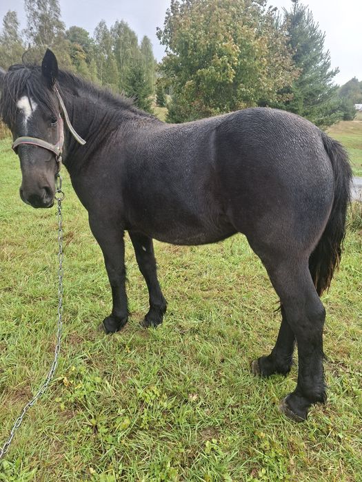 Sprzedam zrebice zimnokrwistom