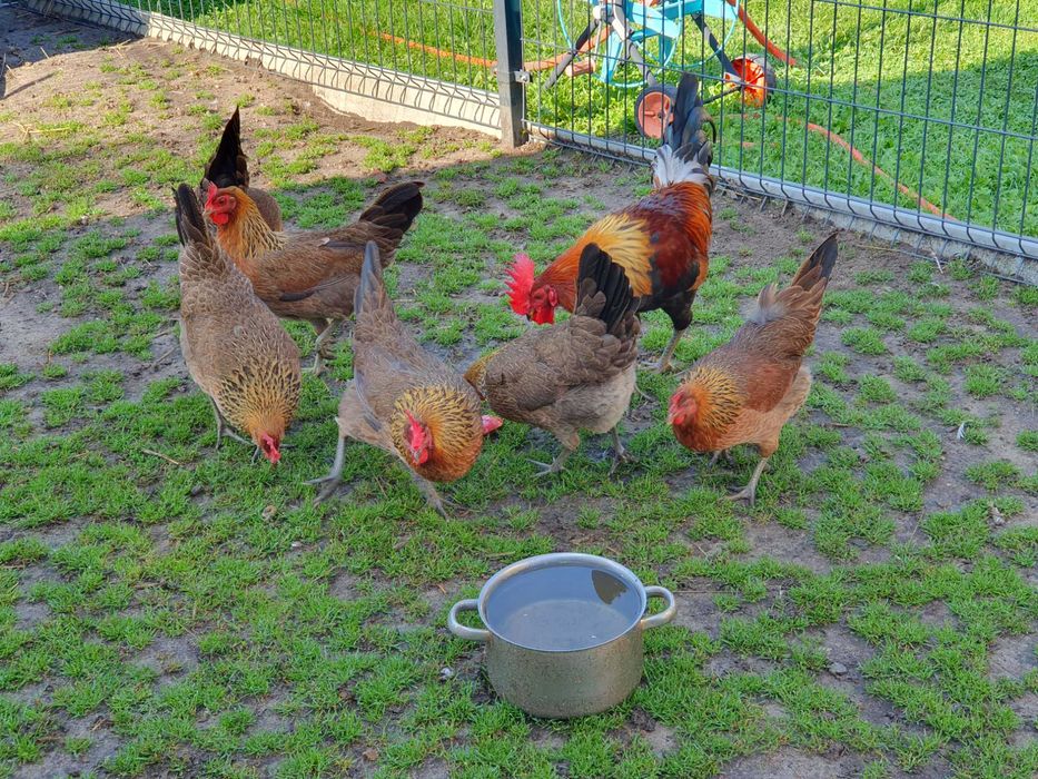 Jaja lęgowe zielononozka  kuropatwiana