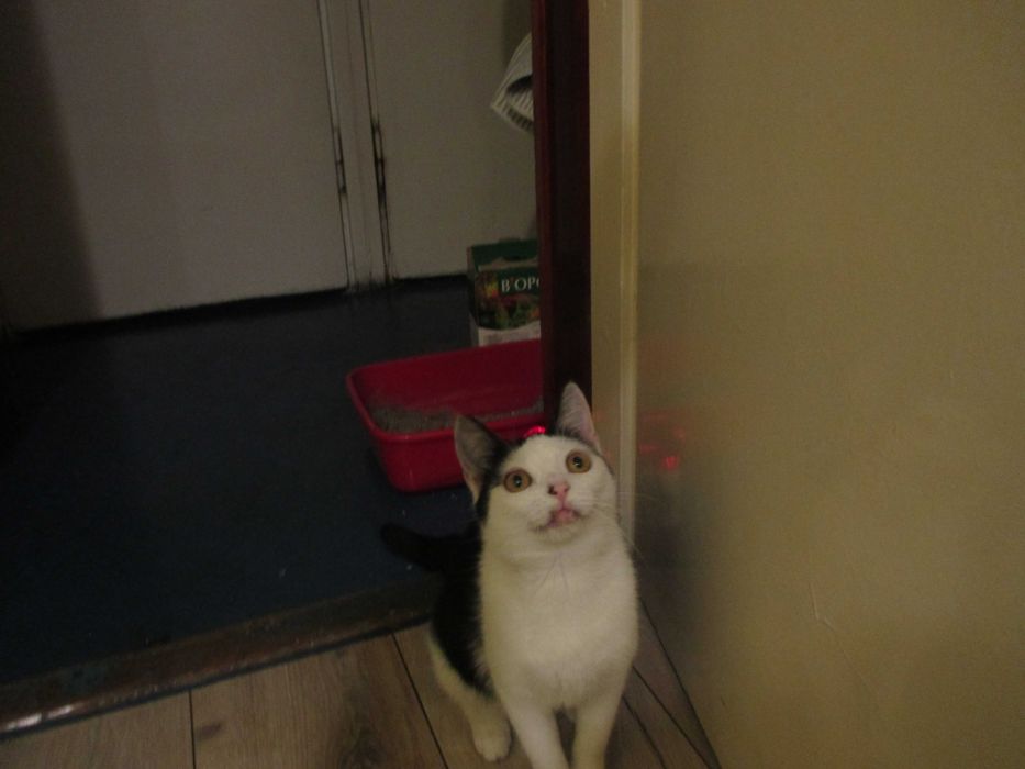 Truskawka potrzebuje domku na całe życie!!!