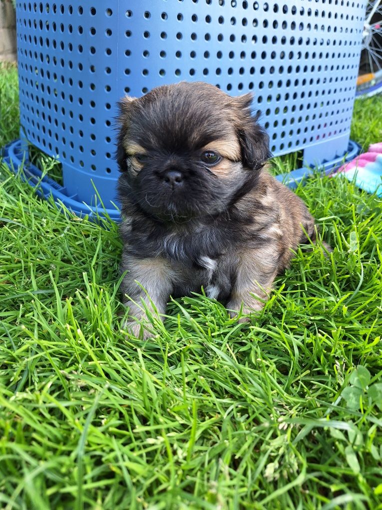Piękne szczeniaki!!! Zapraszam do rezerwacji! Pekinczyk, nie shih tzu