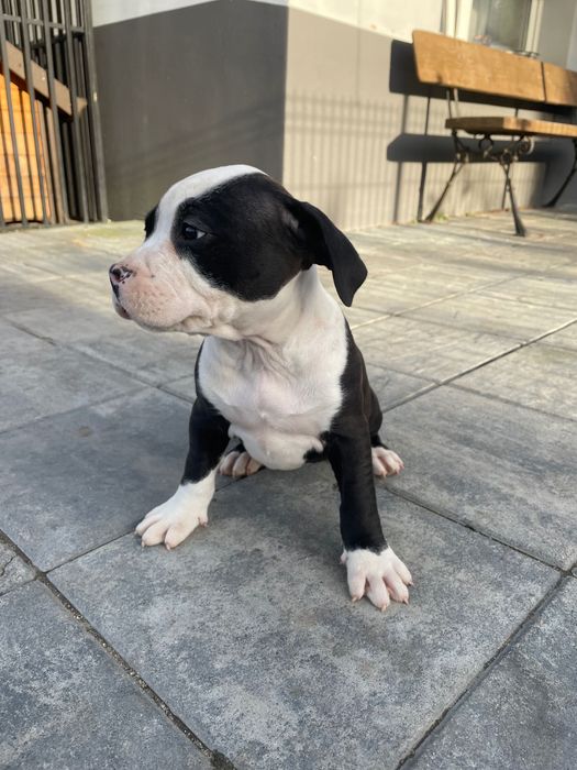 Amstaff Szczeniak Suczka Czarno-Biała / American Staffordshire Terrier