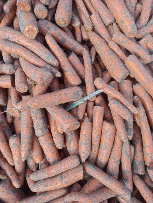 Sprzedam marchew na pasze na przemysl dla zwierząt