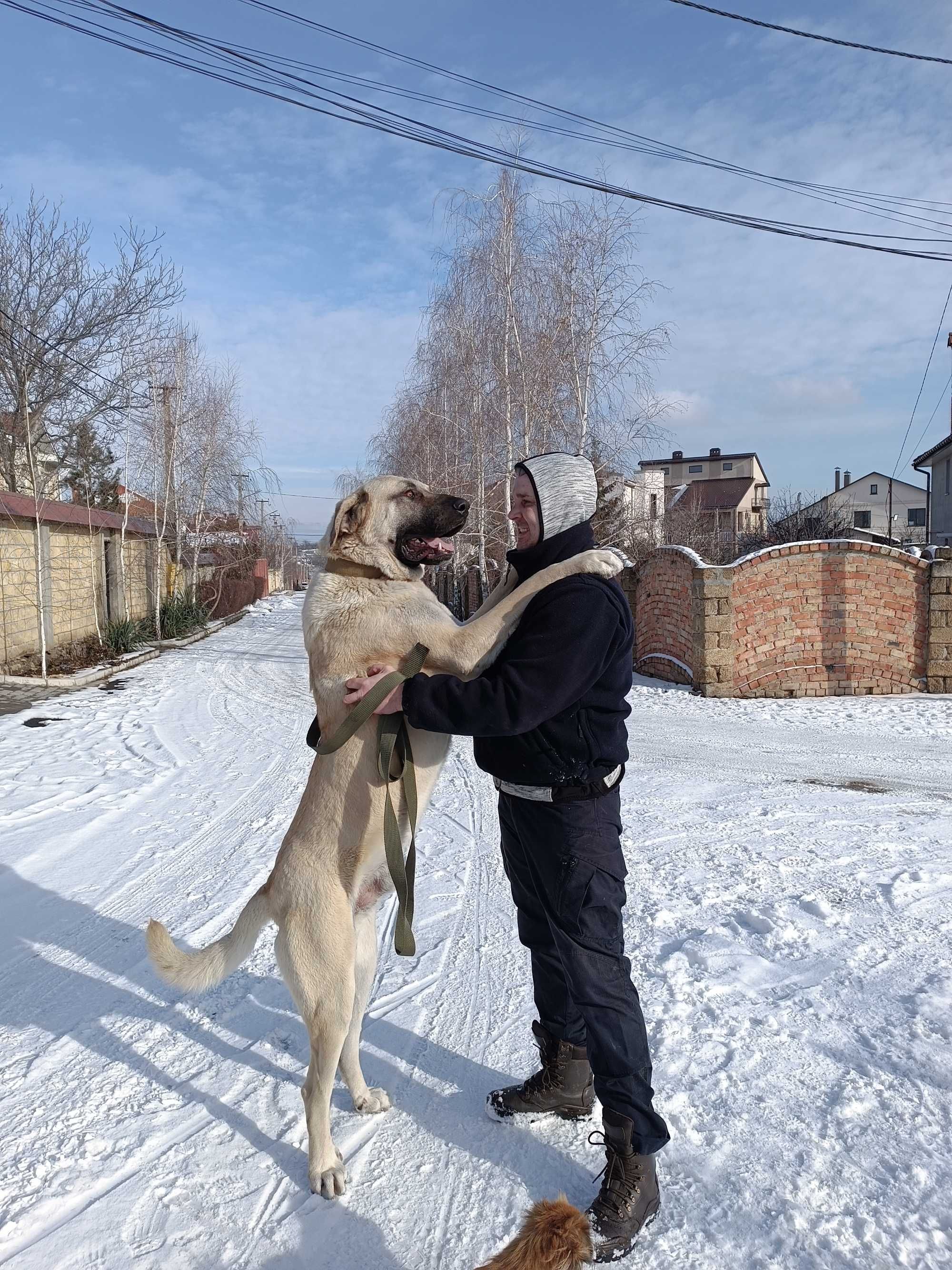 Нужна невеста ,кангал,3 года