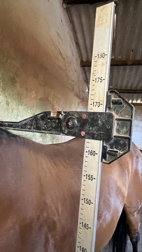 Cavalo Puro Sangue Lusitano