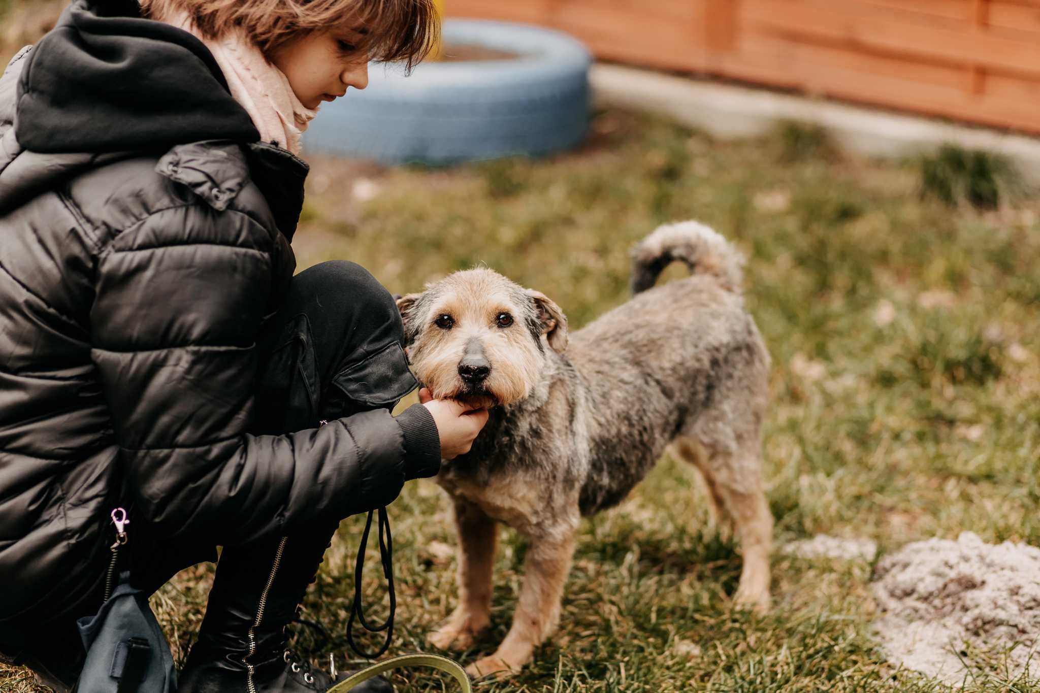 Terier Piorun - pies na medal - poleca się do adopcji!!!
