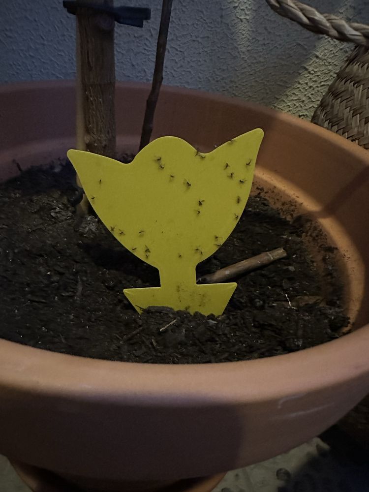 Armadilhas para mosquitos de plantas de interior