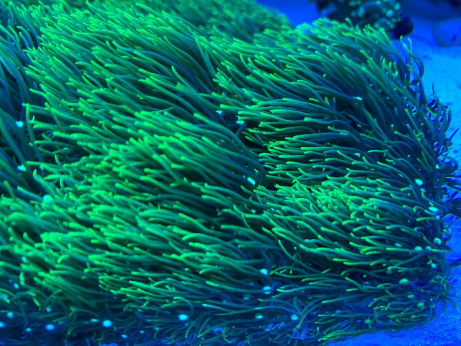 Koralowiec Briareum ultra fluo