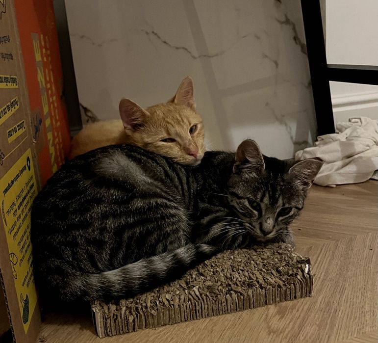 Mają 5 miesięcy i pilnie szukają domu! Mają coraz mniej czasu.