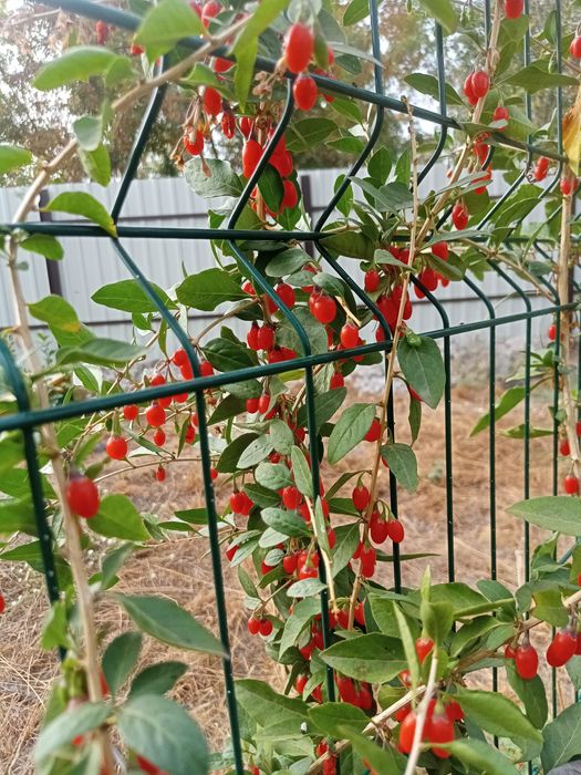 Продам кущик Годжи