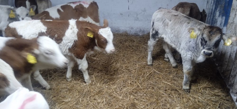 Cielaki - byczki, jalowki. 50-100 kg.