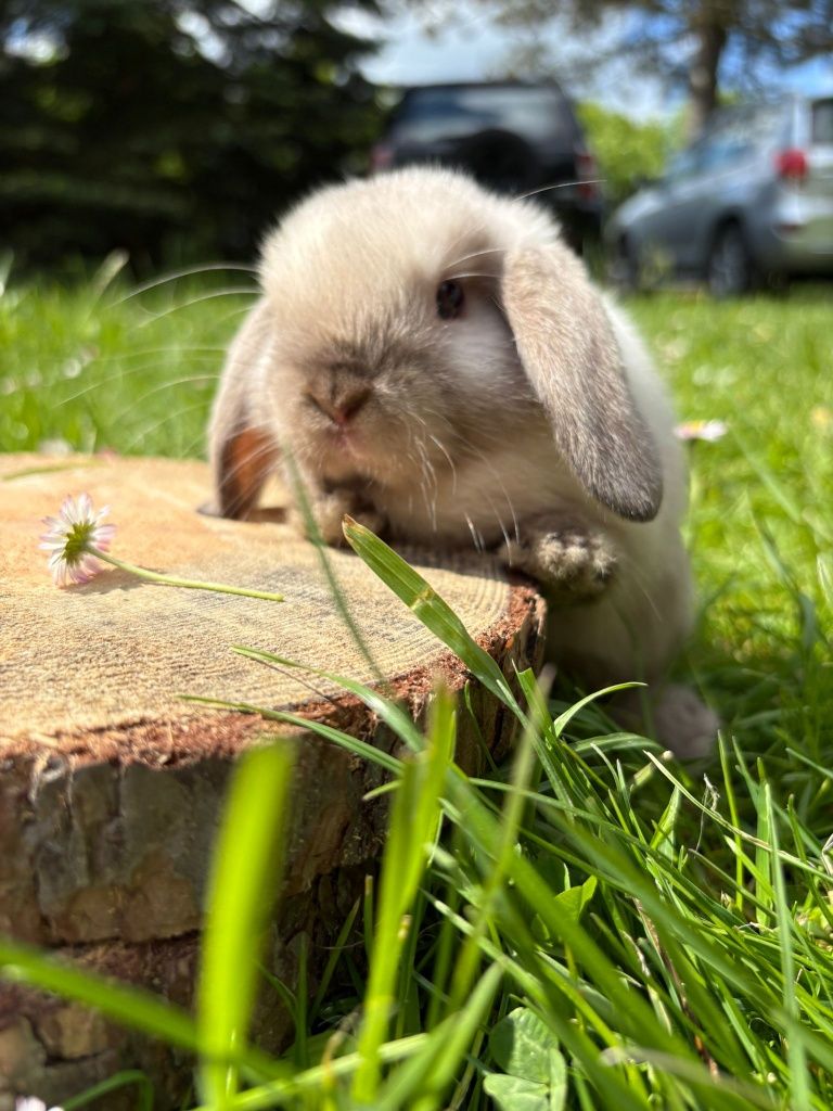 Królik miniaturoay mini lop baranaek karzełek hodowla
