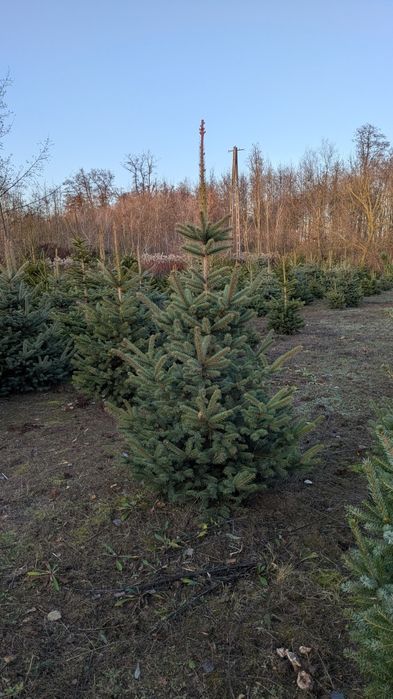 Choinki/ Świerk zwykły, srebrny, serbski.