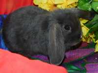 Mini lop   samiczka niebieska