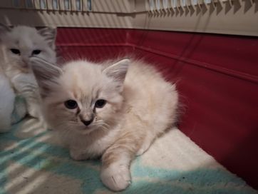 Ragdoll- kocurek seal point mitted lynx