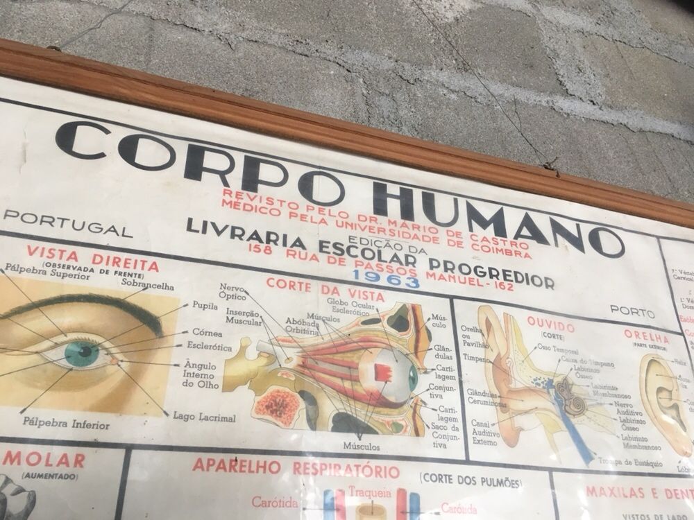 Vendo quadro do corpo Humano 1963