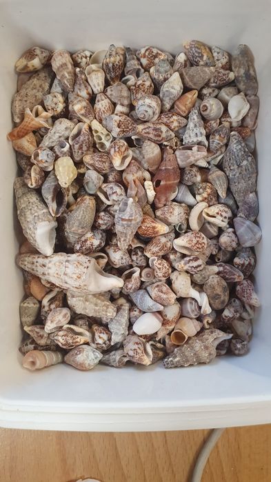 ракушка привезенные из Греции