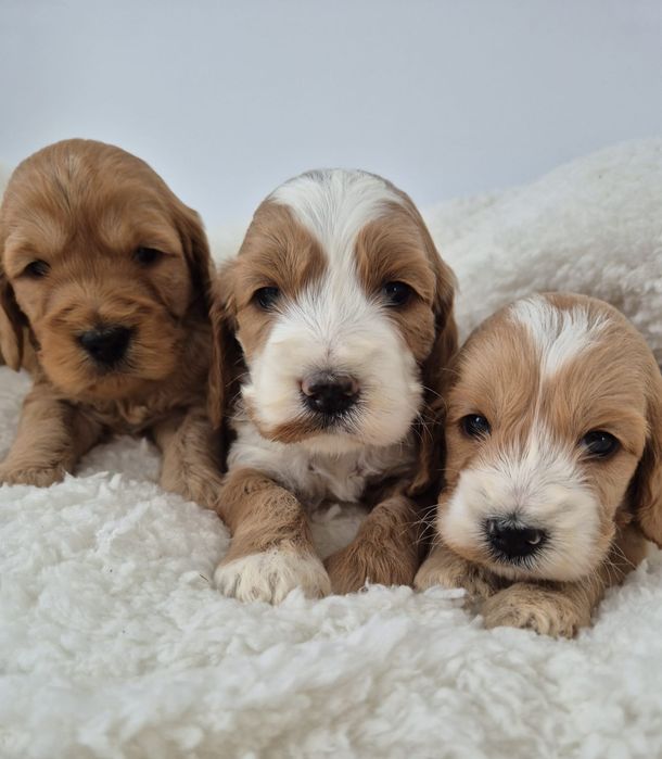 Cockapoo f1 Cocker spaniel - Pudel