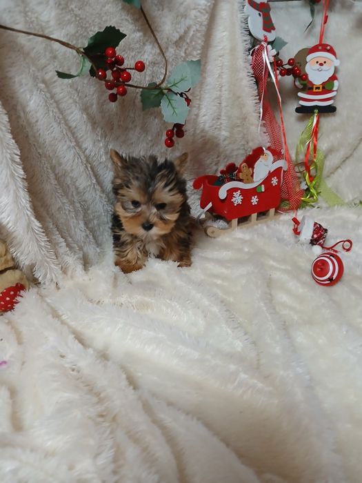 Biewer Terrier Macho Miniatura Criadora Registada PT 3088 FL